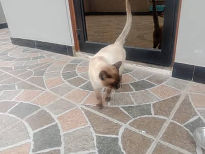 Healthy Siamese Breed Cat for Sale – Rawalpindi