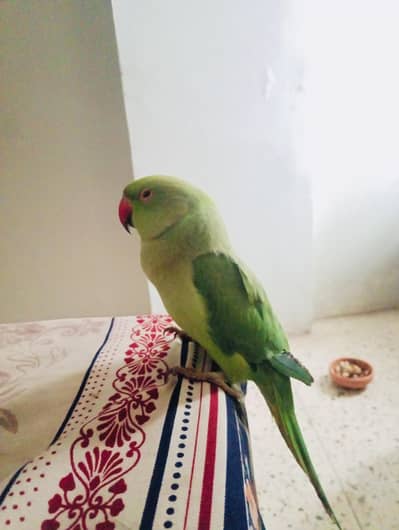 Talking Semi Hand tammed Green Ringneck