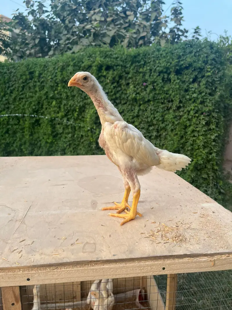 White King Shamo Chicks| Quality shamo aseel chicks |Oh Shamo Chicks — photo 4