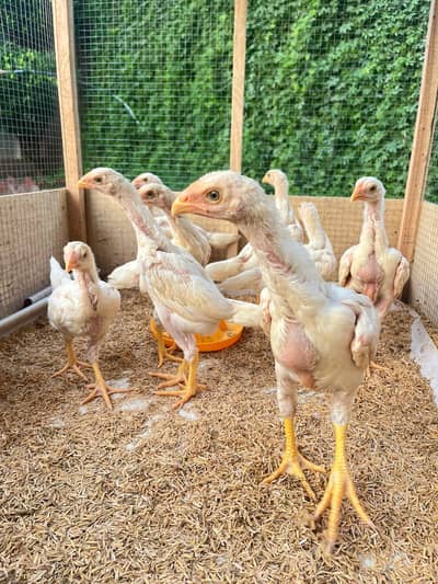 White King Shamo Chicks| Quality shamo aseel chicks |Oh Shamo Chicks