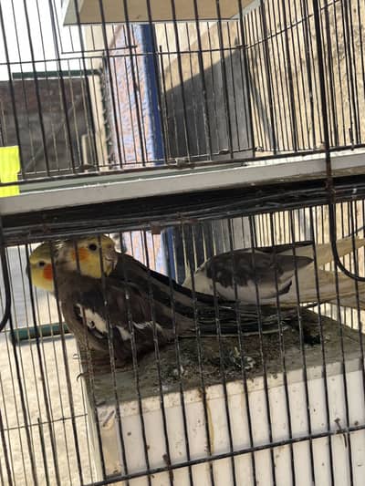 Cockatiel And love bird Available without Cage