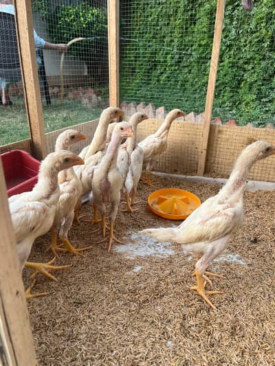 White King Shamo Chicks | Supreme Quality