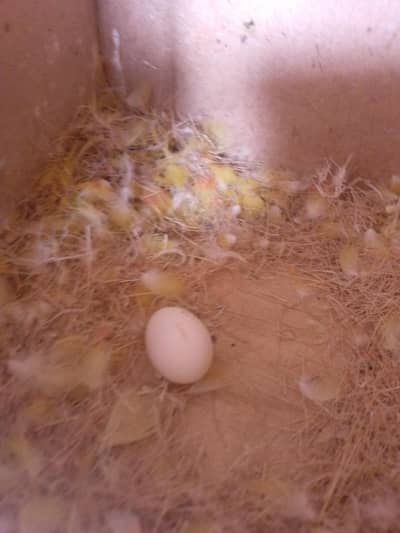 love birds breeder pair