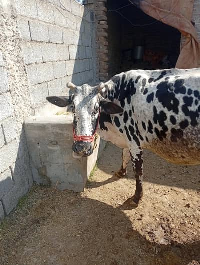 jersey cross cow for sale
