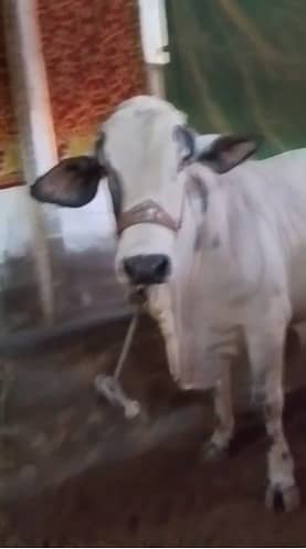 Best 2 Daant Bachra for Sale