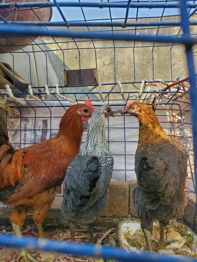 Desi murghian, anday dene walin