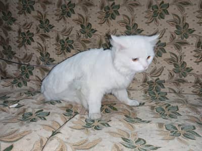 Parsian Male  Double coat