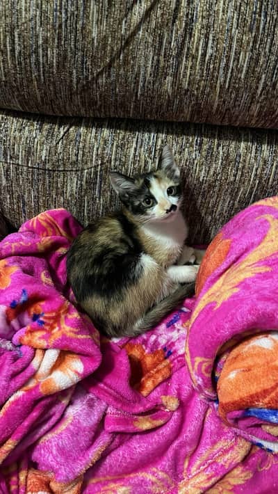 4 month old kitten, Litter trained up for adoption