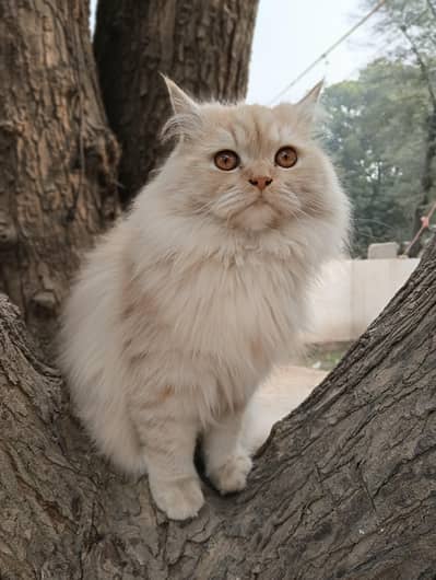 creamy colour persion cat
