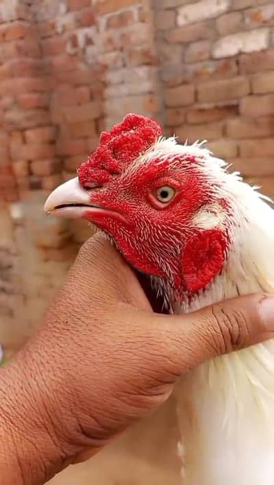 A cell mortgage for sale light