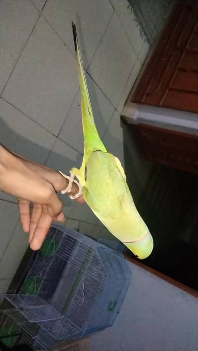 face to face talking WhatsApp number 03145784399