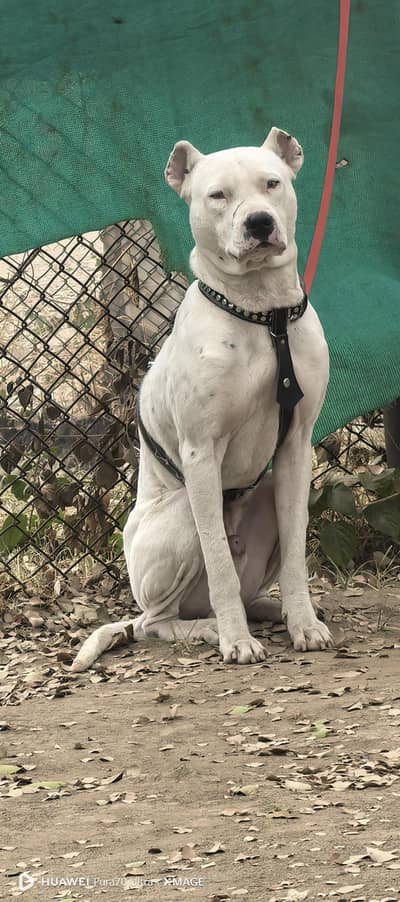 Dogo Argentino | Security Male Dog| Full Trained Security Dog For Sale