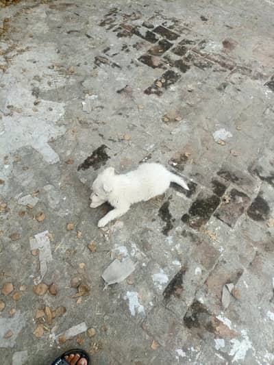 Russian puppy for sale