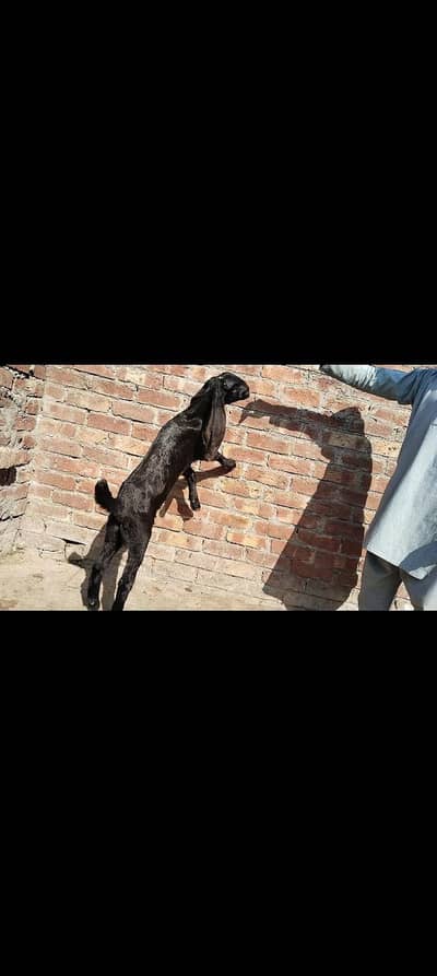 BLACK BEETAL Path top quality