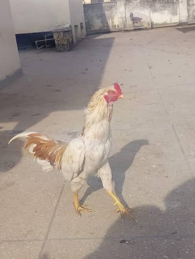 urgent sale aseel murga rooster