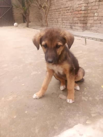 German shepherd for sale in Chashma, Mianwali