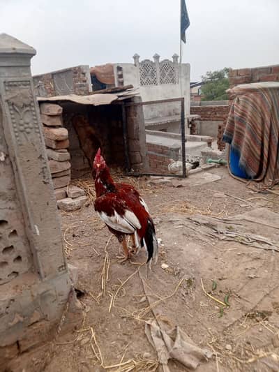 Aseel Bengum breeder Pair