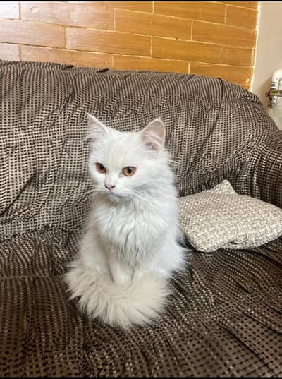 Persian cat for sale