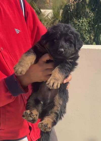 GERMAN SHEPHERD MALE PUPPY AVAILABLE FOR SALE