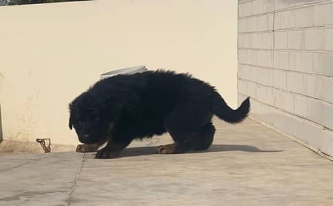 GERMAN SHEPHERD MALE PUPPY AVAILABLE FOR SALE