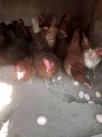 Desi misri hen egg ling granti