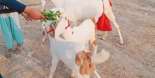 2 Bacchon Ka Sath Desi Bakri For Sale/03221442364