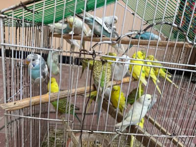 Budgies Pathe for sale