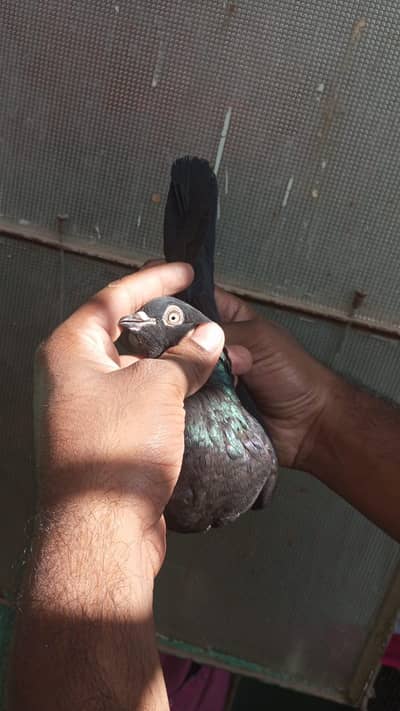 rampuri pair zakh female