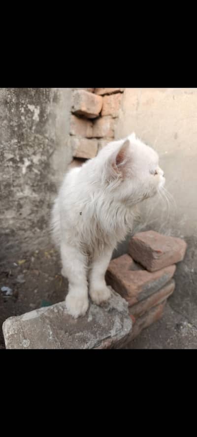white presion cat