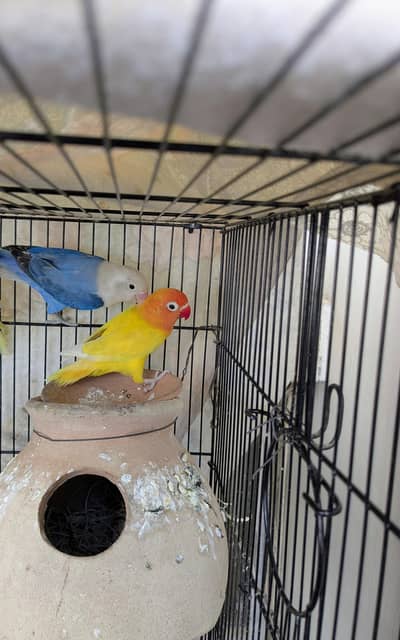 Lutino male x Blue opaline Female lovebird for sale
