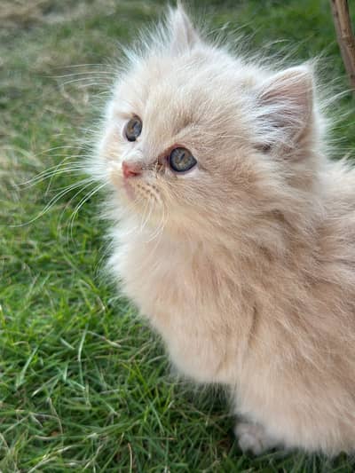 FEMALE PERSSIAN KITTEN