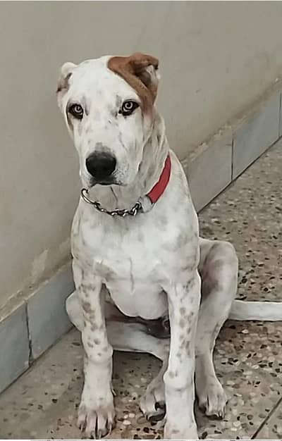 Ancient Old Bloodline | Bully Dog Puppy | 4 Months