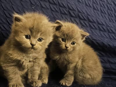 Pure British Short Hair Kittens for Sale