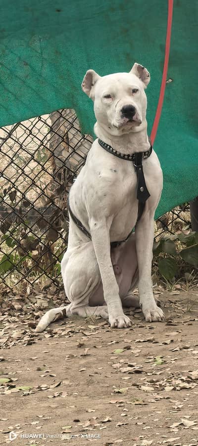Dogo Argentino | Security Male Dog| Full Trained Security Dog For Sal