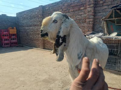 bital bakra.