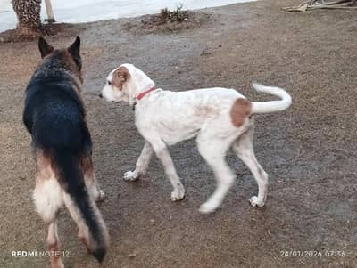 Ancient Old Bloodline | Bully Dog Puppy | 4 Months