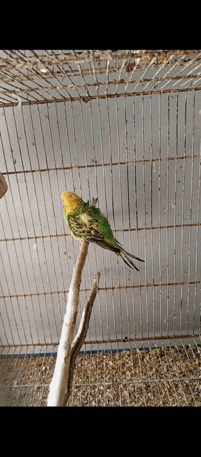 hogoromo double flower female