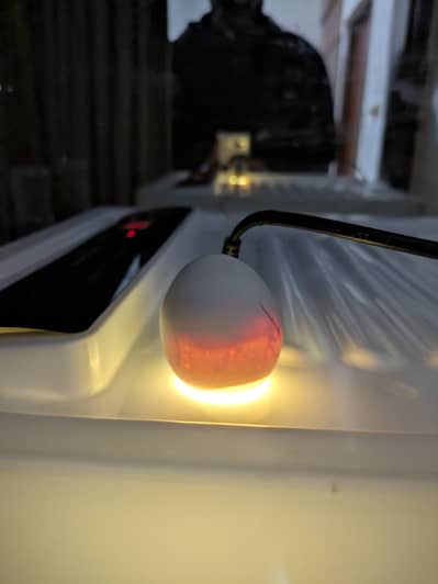 Austrolorp fertile eggs