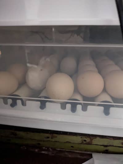 Austrolorp fertile eggs