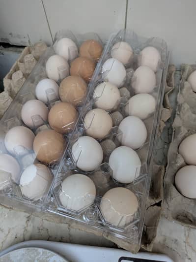 Austrolorp fertile eggs