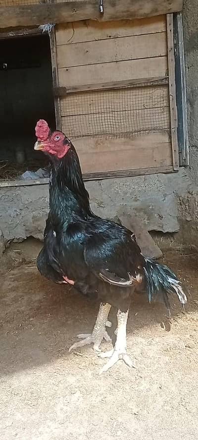 لاثانی مرغا