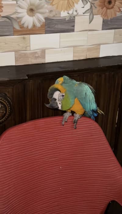 Blue and gold macaw female 4 years