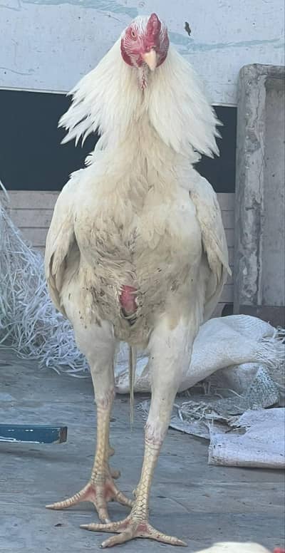 Japense Aseeel Shamo Egg Available