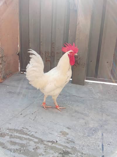 one male and one female hen for sale ful healthy and active