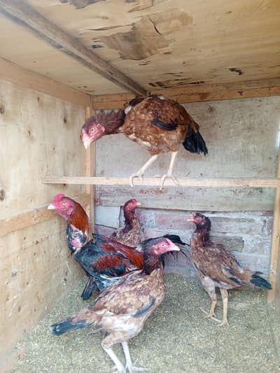 Aseel for sale 4 murgiya or 1 murga