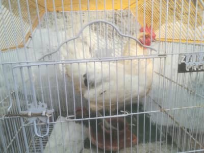 murgi aur murga freh healthy 03006857440