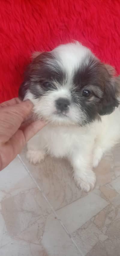 Shihtzu puppy female