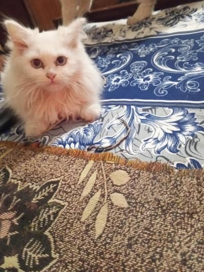 cat persian