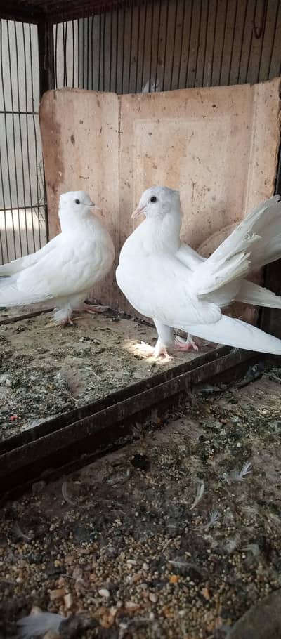English fantail lakha patha pair, laka breeder  female