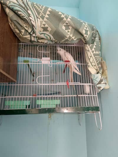 Black eyes cocktails white eno pair